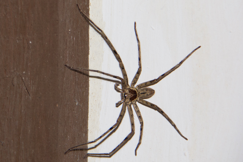 siargao_animals_spider