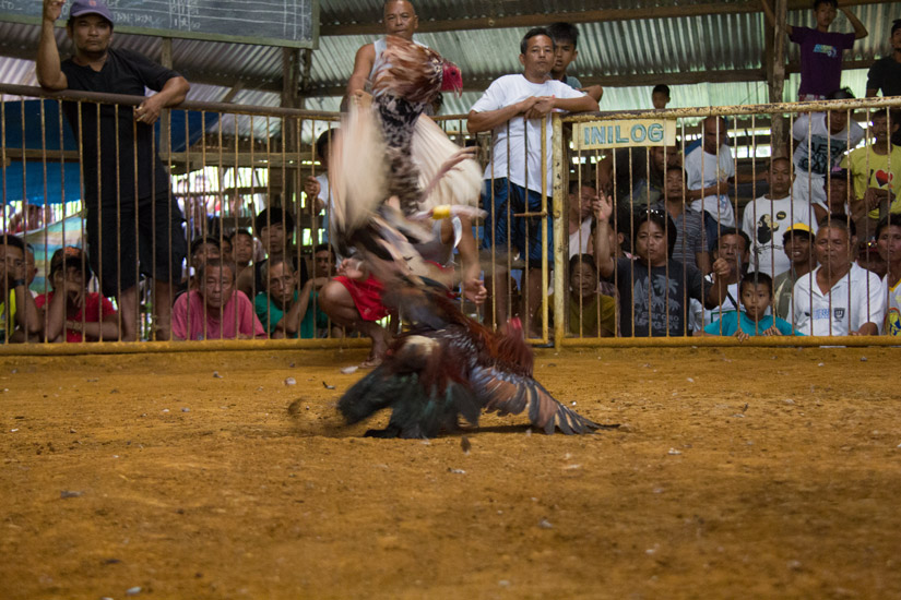 siargao_cock-fight-2