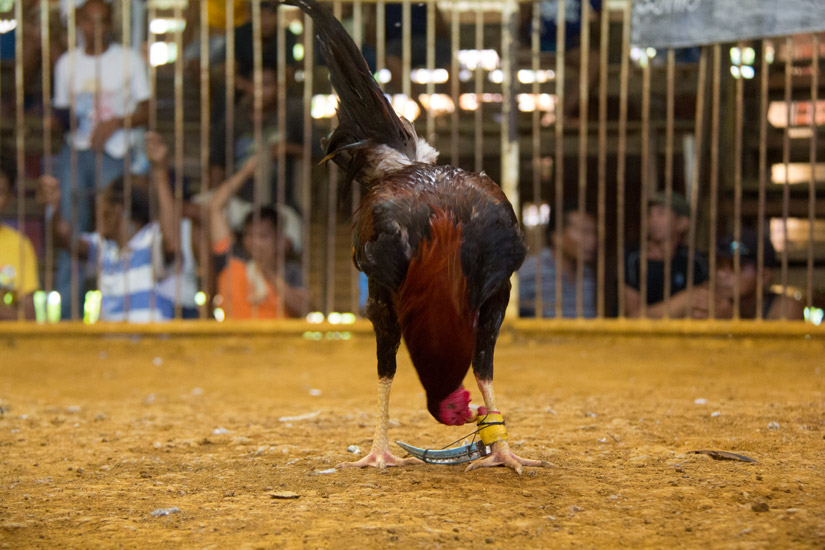 siargao_cock-fight-4