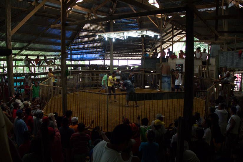 siargao_cock-fight-arena
