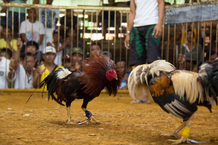 siargao_cock-fight