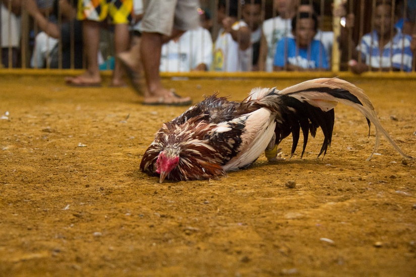 siargao_cock