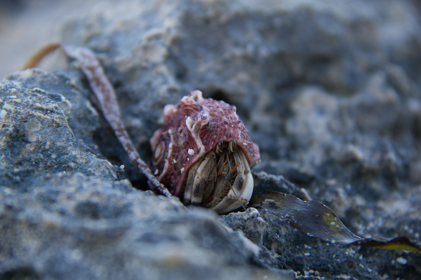 siargao_schnägg