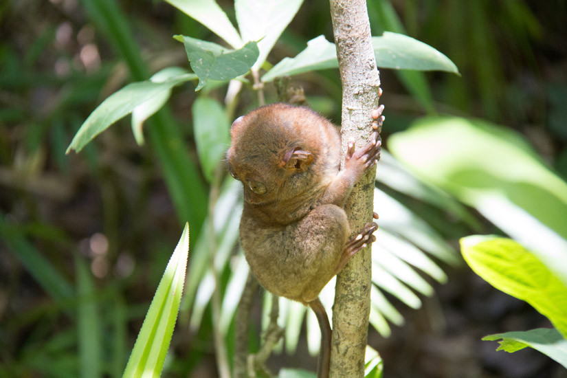 bohol_tarsier-2