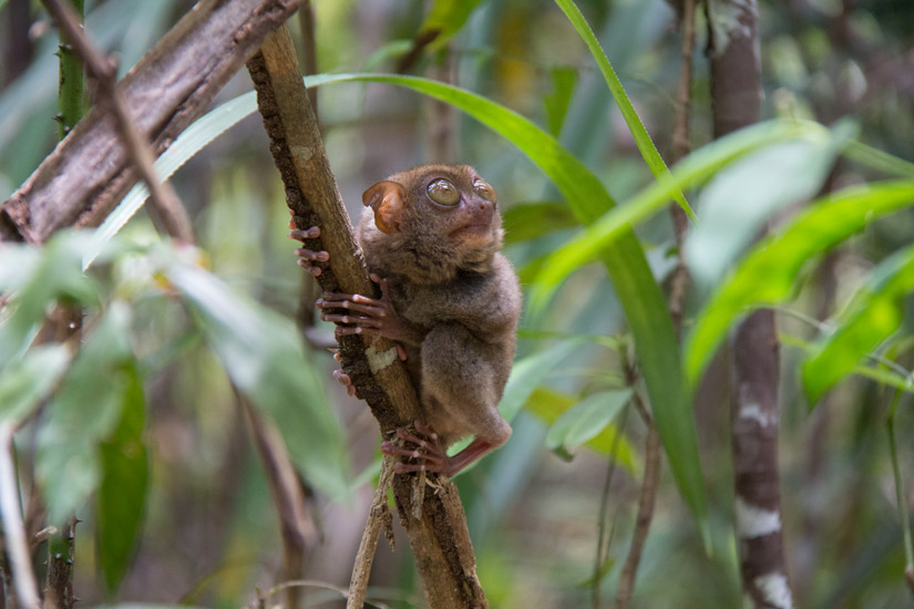 bohol_tarsier-3