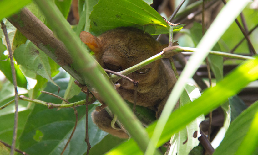 bohol_tarsier-4