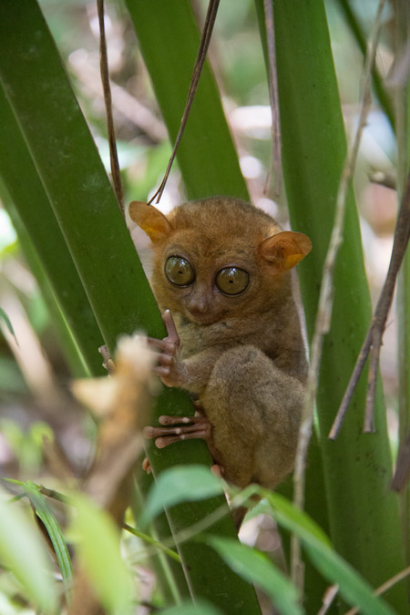 bohol_tarsier