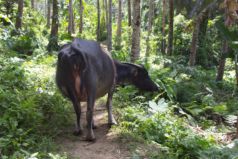 camiguin_cow-2