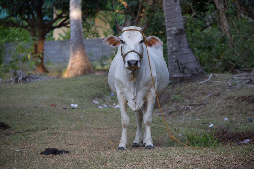 camiguin_cow