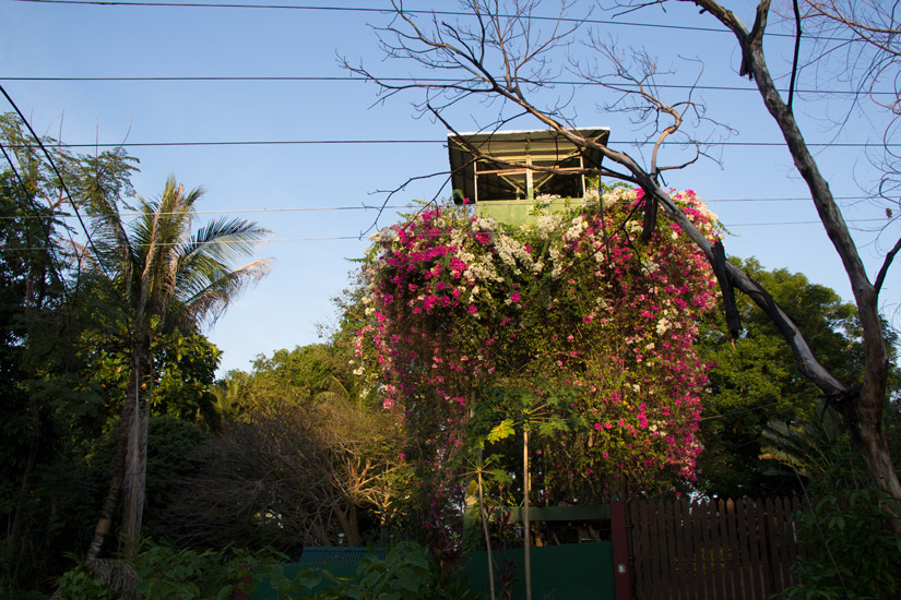 camiguin_flowers
