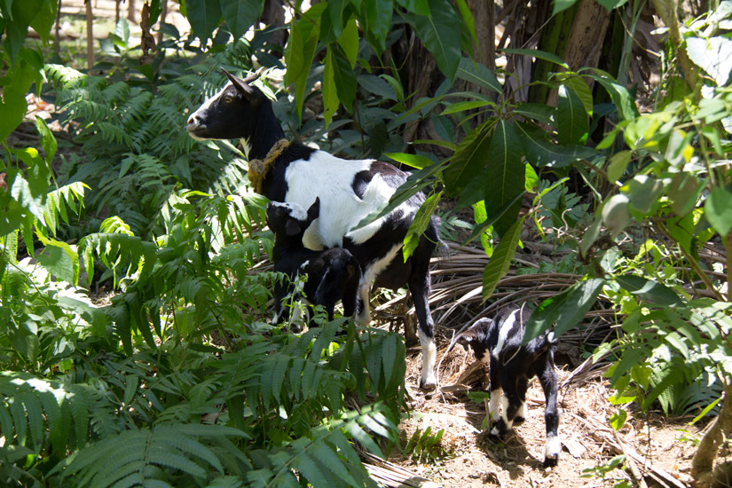 camiguin_goats