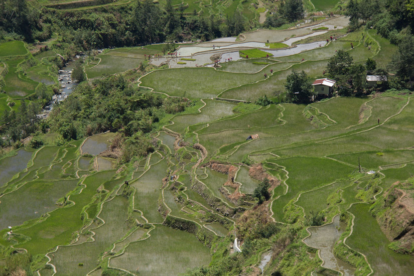 Luzon_Banaue_rice-terrace-2