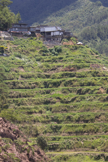 Luzon_Banaue_rice-terrace-4