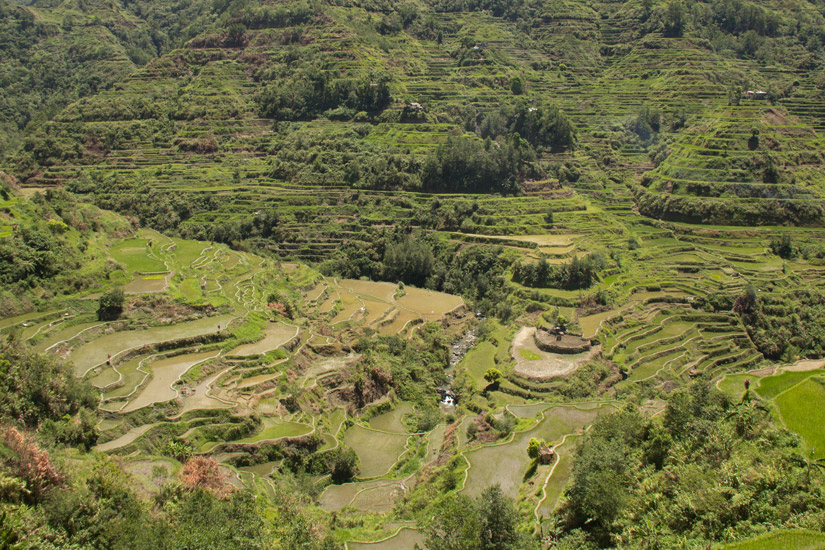 Luzon_Banaue_rice-terrace
