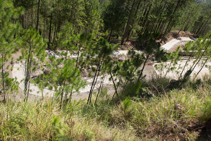 Luzon_Kabayan_Forest