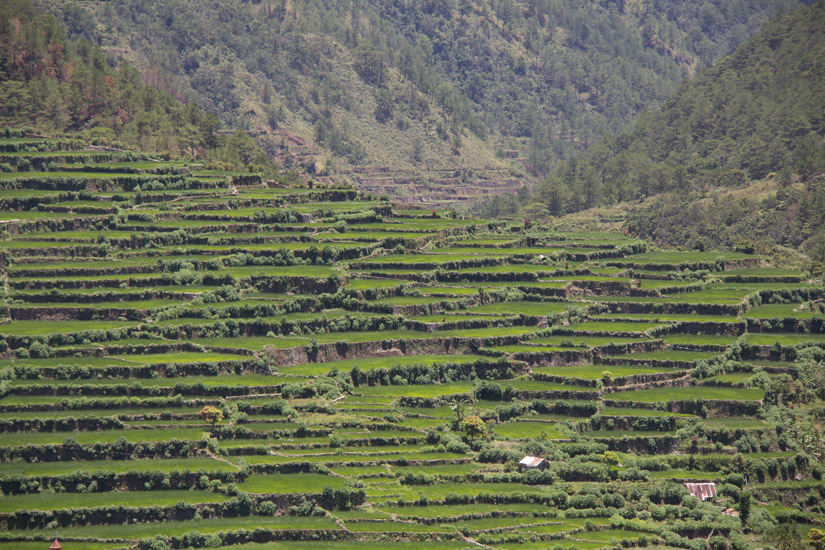 Luzon_rice-terrace