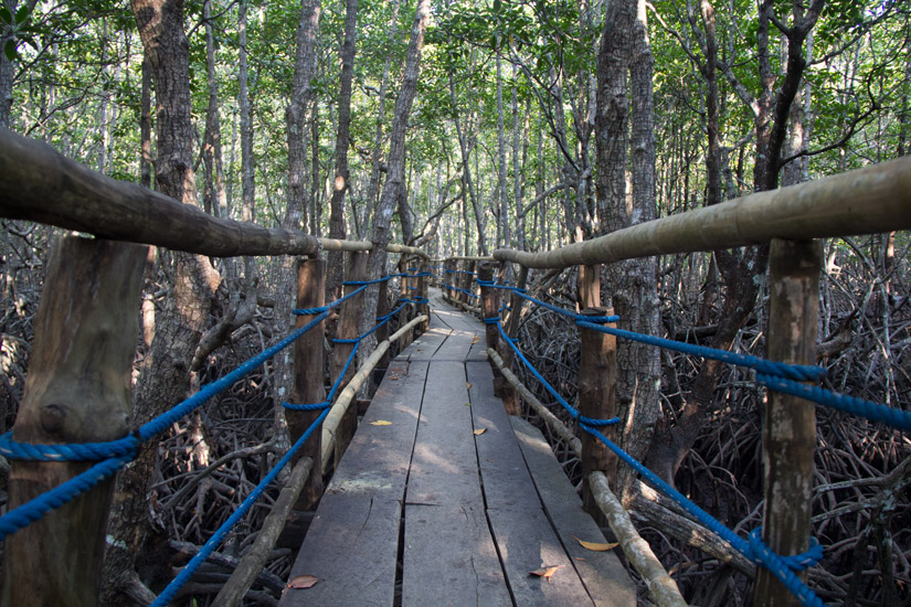 Palawan_El-Nido_Mangroce-Forest