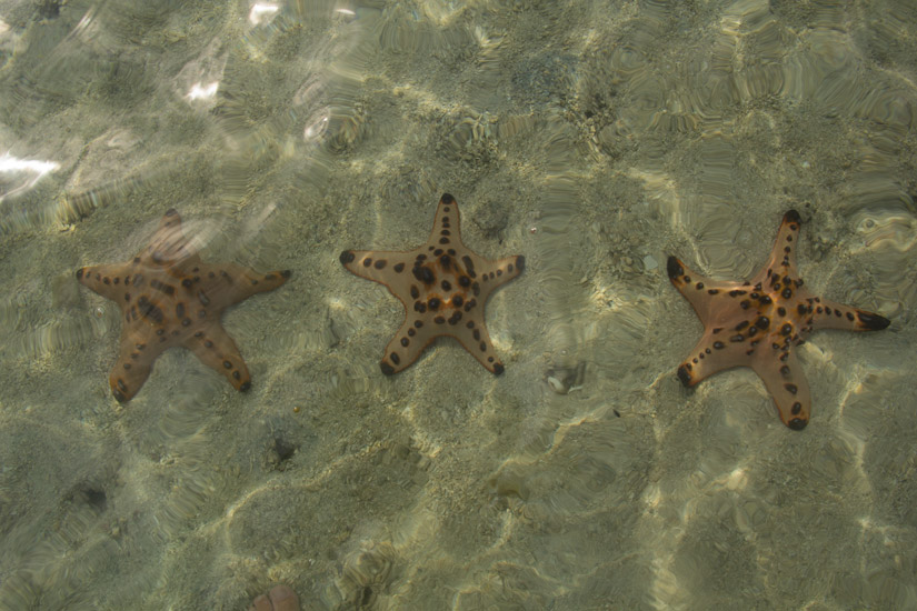 Palawan_Port-Barton_Seastars