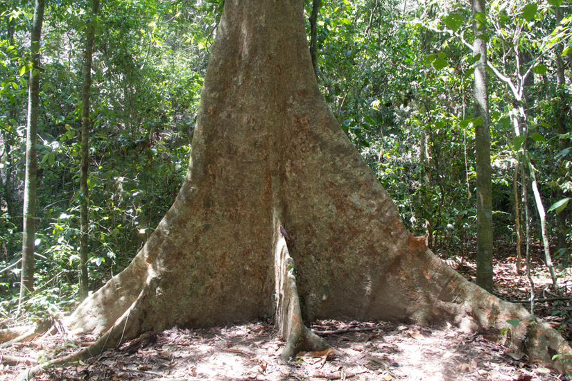 Sabang_Jungle-Tree
