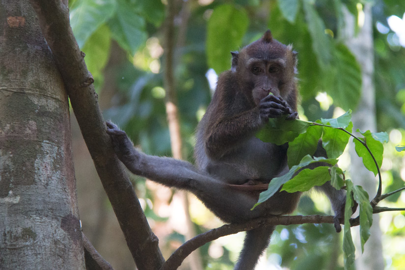 Sabang_Underground-River_Monkey