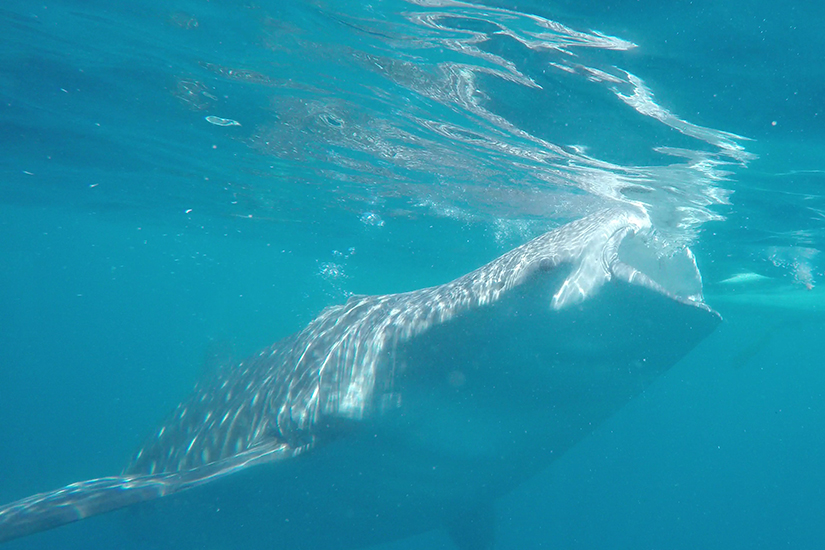 whalesahrk_1