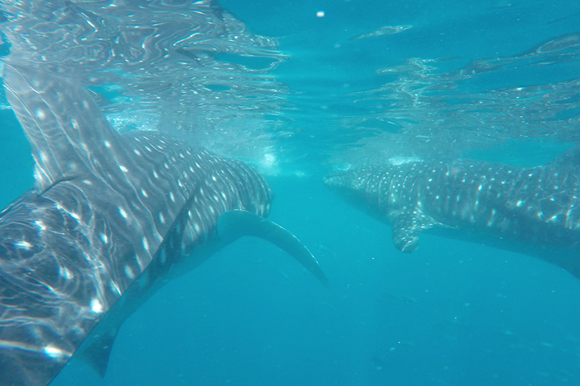whaleshark_3