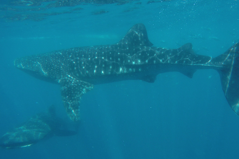 whaleshark_4