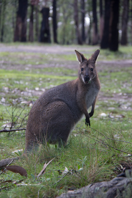 15_Kangaroo-2