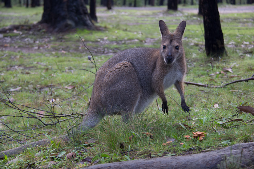 15_Kangaroo