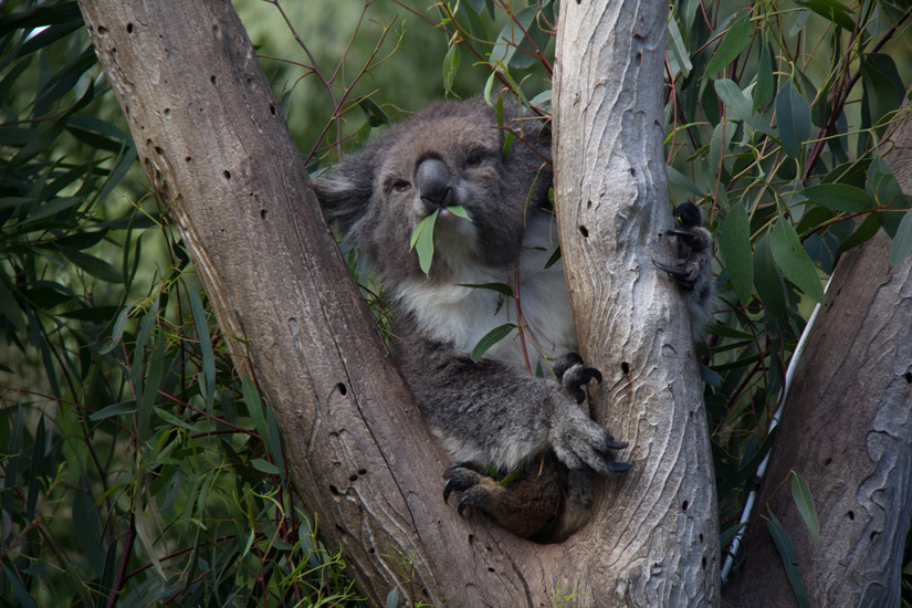 16_Melbourne_Zoo-2