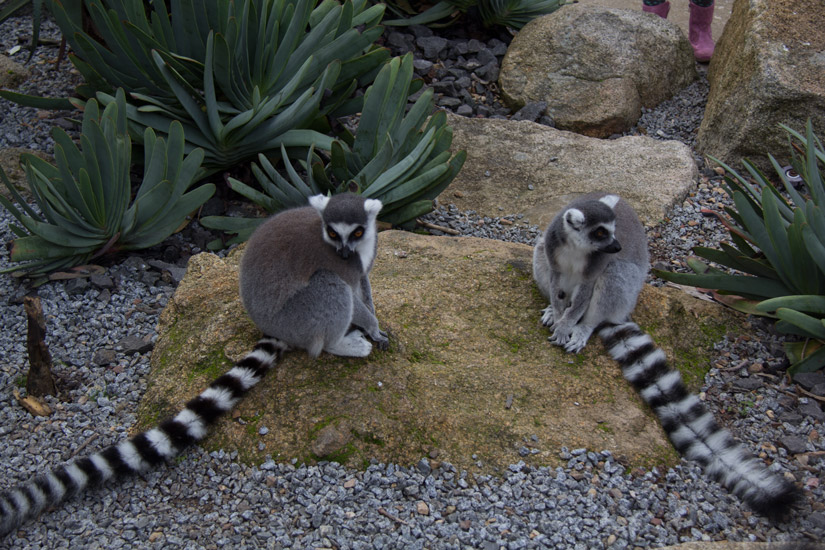 16_Melbourne_Zoo-3