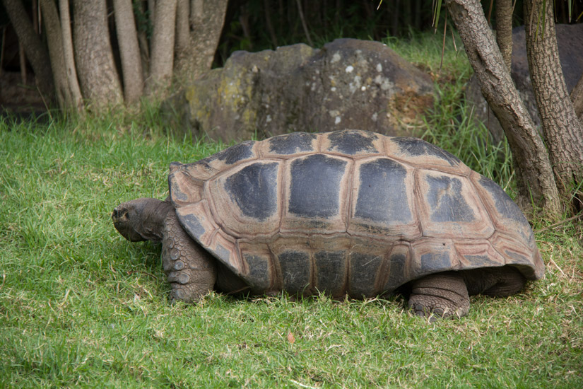 16_Melbourne_Zoo-5