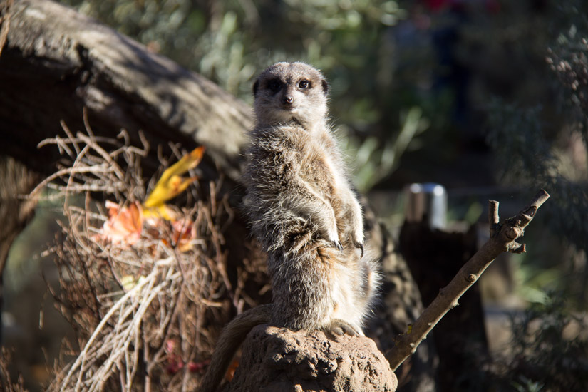 16_Melbourne_Zoo