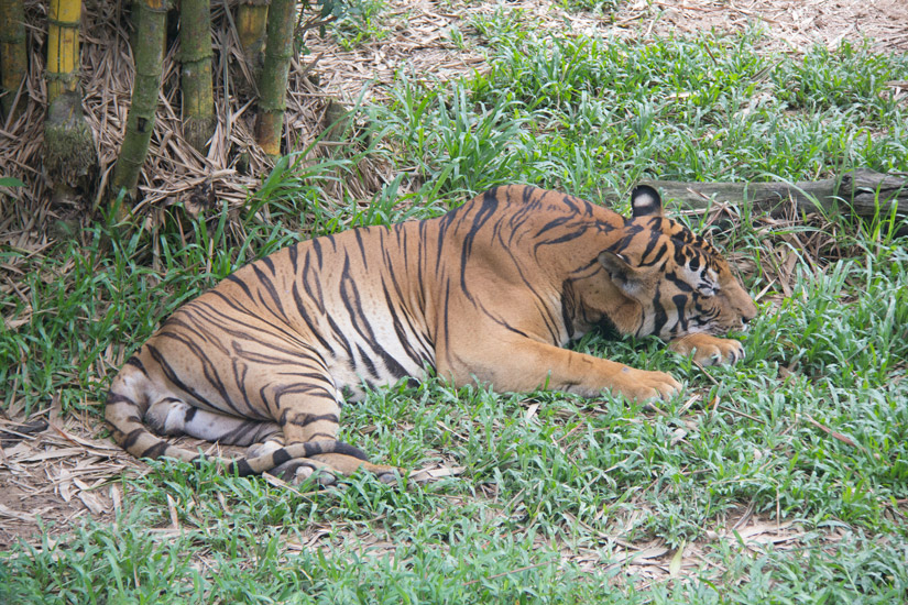 1_Kota-Kinabalu_Zooa_Tiger
