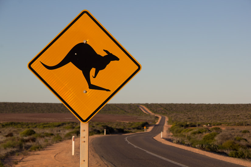 3_Kangaroo