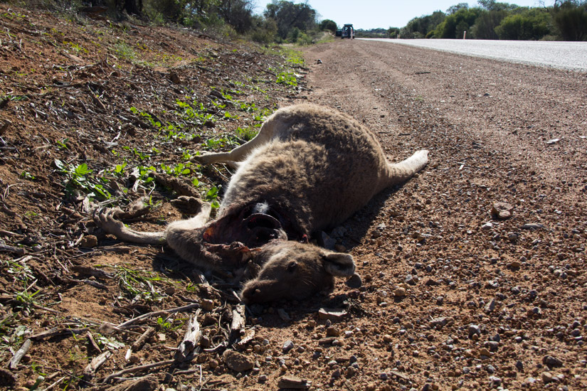 3_dead_Kangaroo