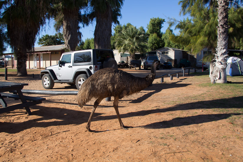 4_Emu