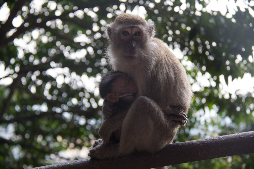 4_Kuala-Lumpur_Batu-Caves_Monkey-Mama