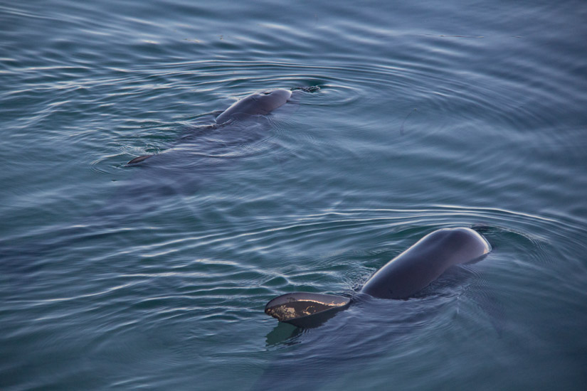 4_dolphins