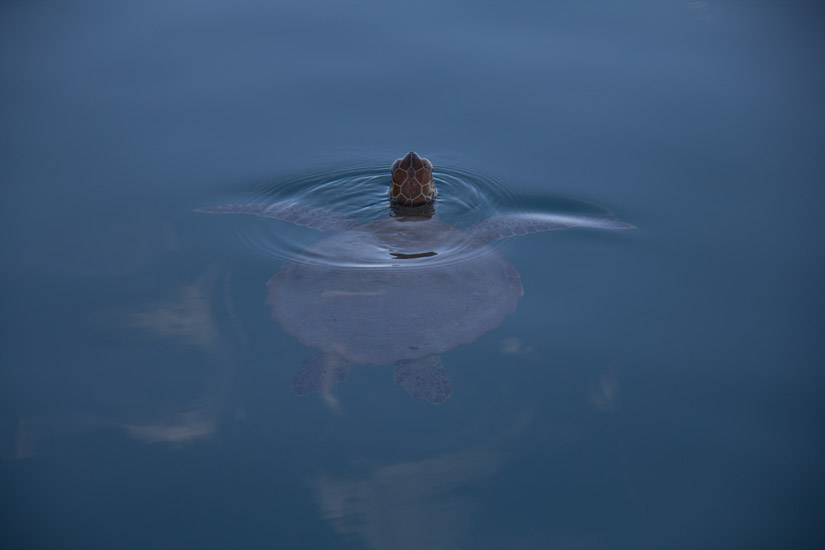 4_turtle-2
