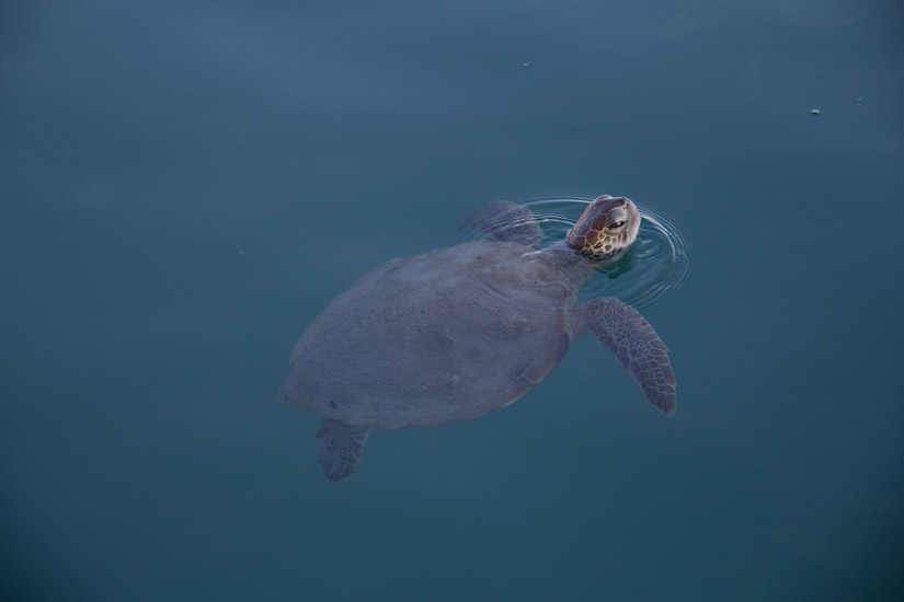 4_turtle