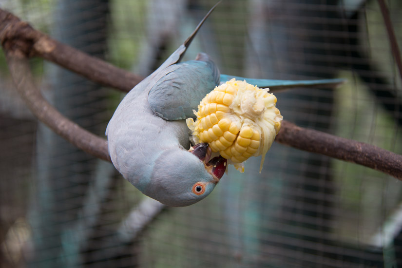 7_Kuala-Lumpur_Bird-Park-1