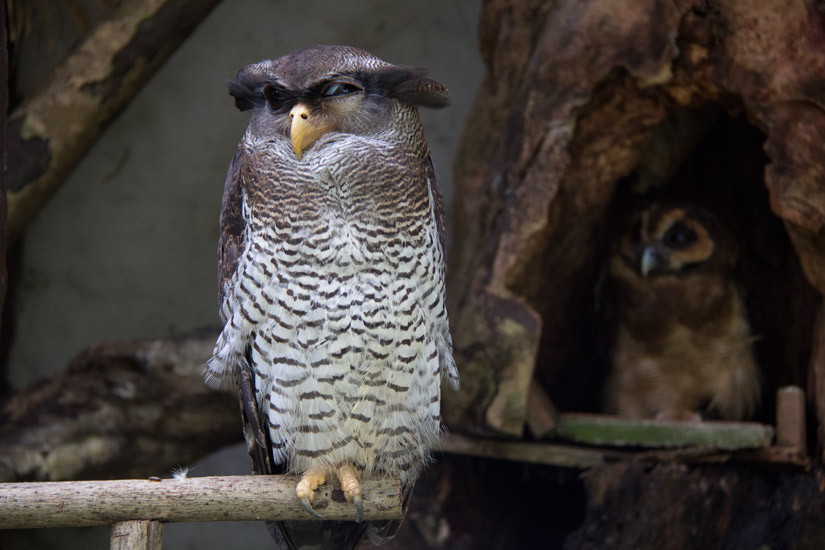 7_Kuala-Lumpur_Bird-Park-2