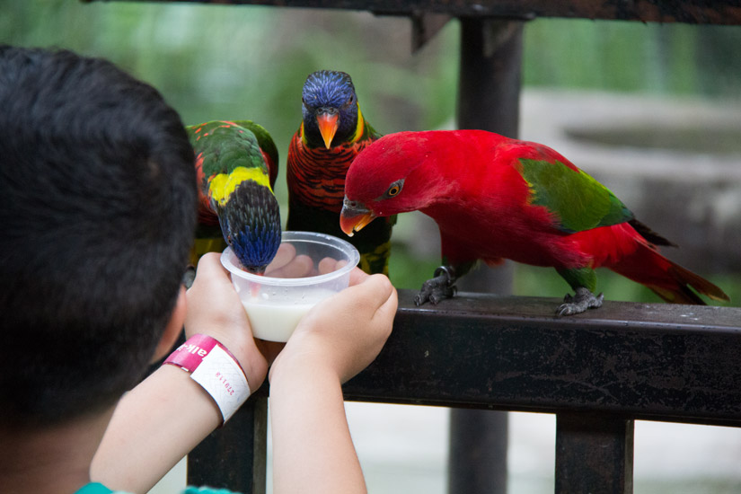 7_Kuala-Lumpur_Bird-Park-3