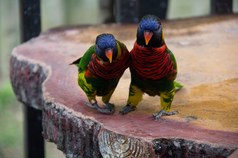 7_Kuala-Lumpur_Bird-Park-4