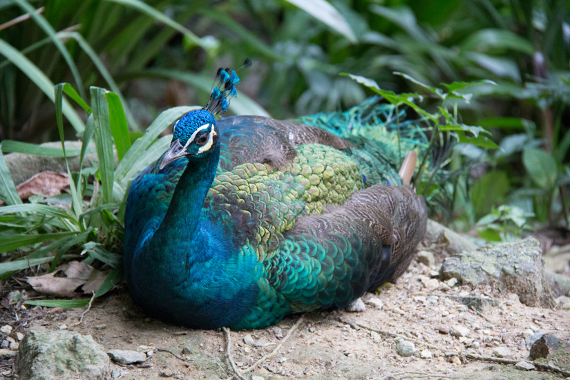7_Kuala-Lumpur_Bird-Park-6