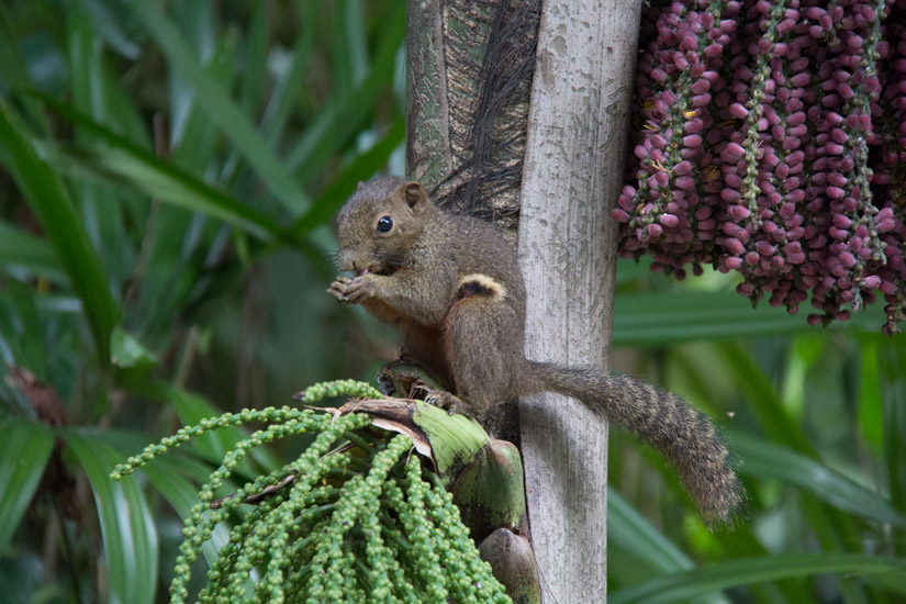 7_Kuala-Lumpur_Bird-Park-7