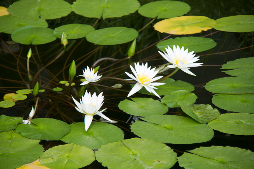 3_Tokyo_Shinjuku_Gyoen-National-Garden-3