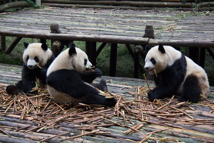 2_chengdu_panda-breeding-and-research-base-2