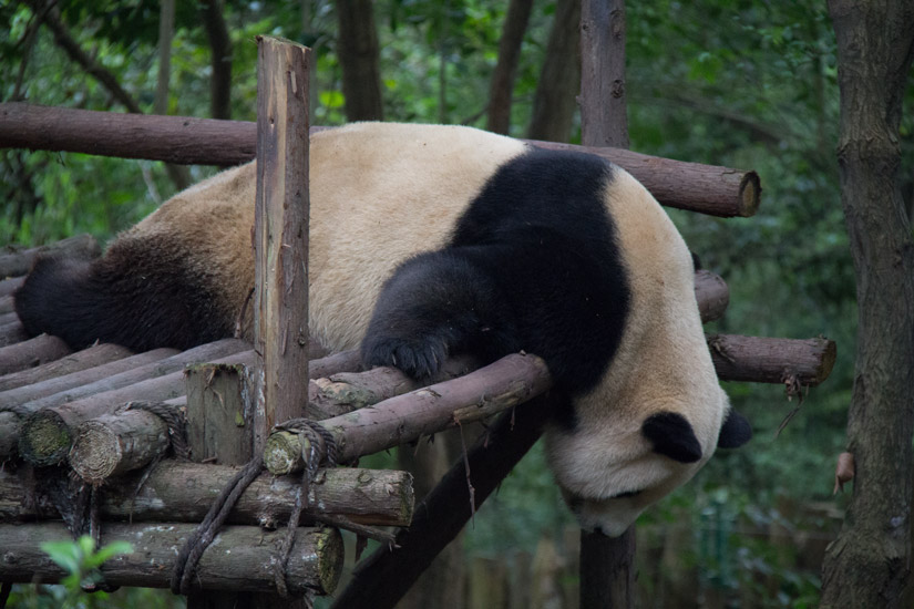 2_chengdu_panda-breeding-and-research-base-3